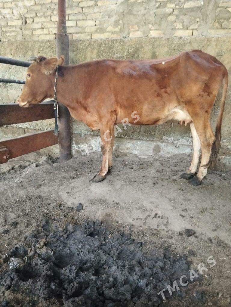 goleli sygyr - Garadamak Şor - img 6
