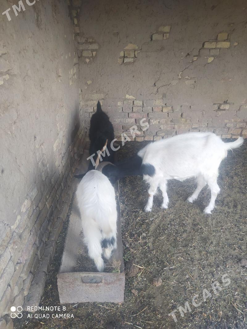 Geçi - Türkmenabat - img 2