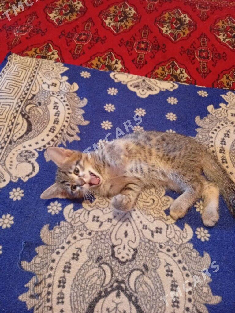 котенок - Мары - img 2