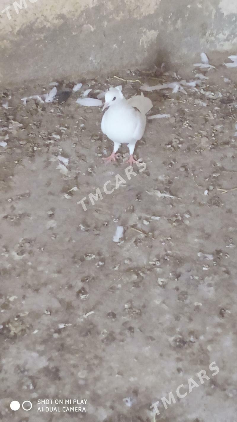 Kepderi - Gyzylarbat - img 3