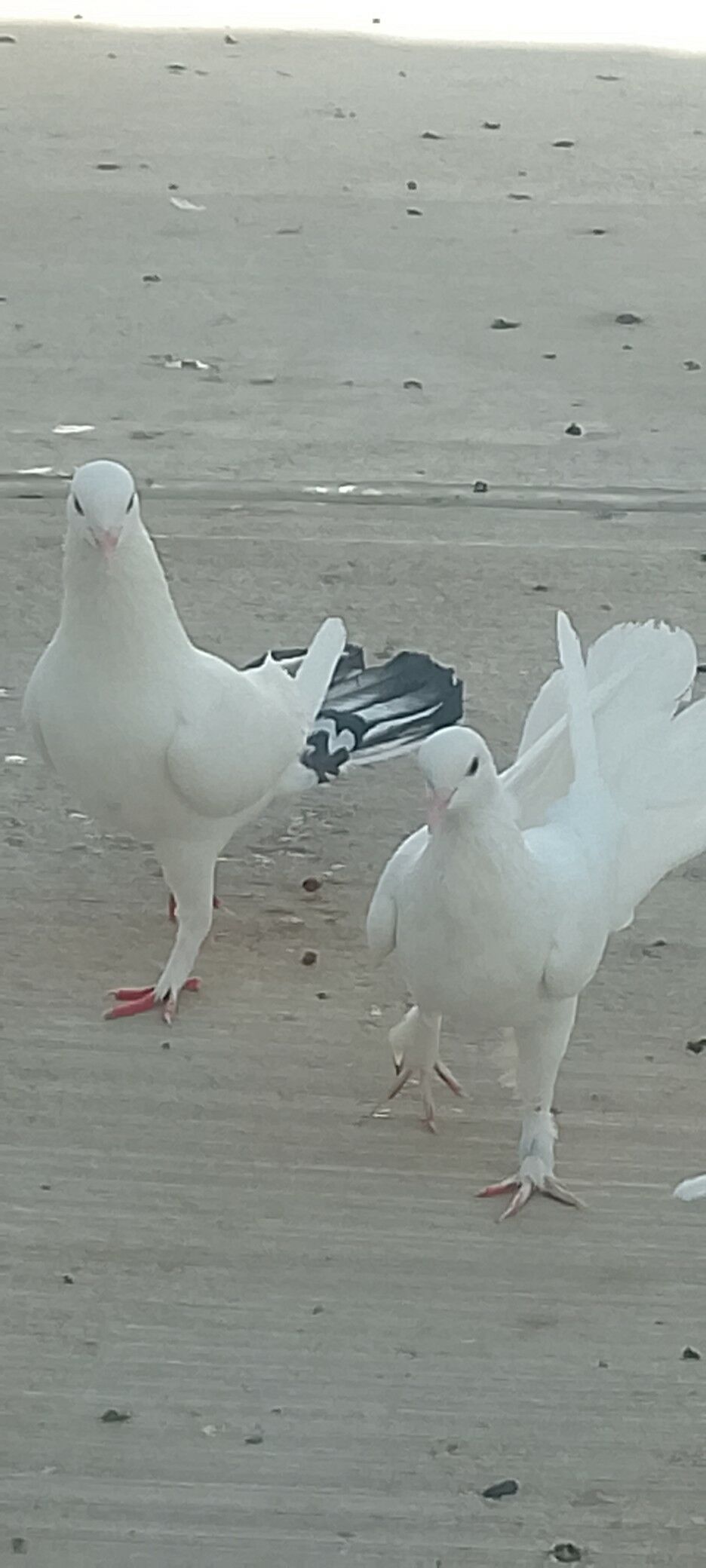 kepderi - Çoganly - img 3