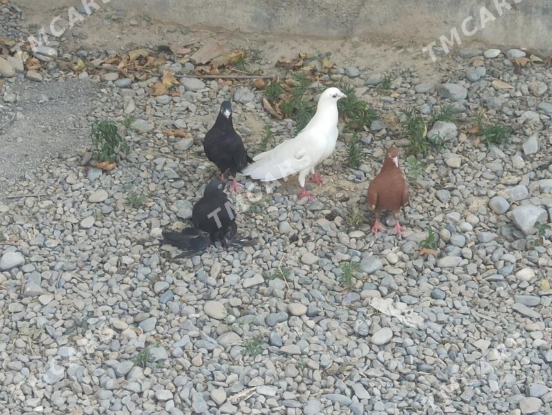 kepderi - Kaka - img 2