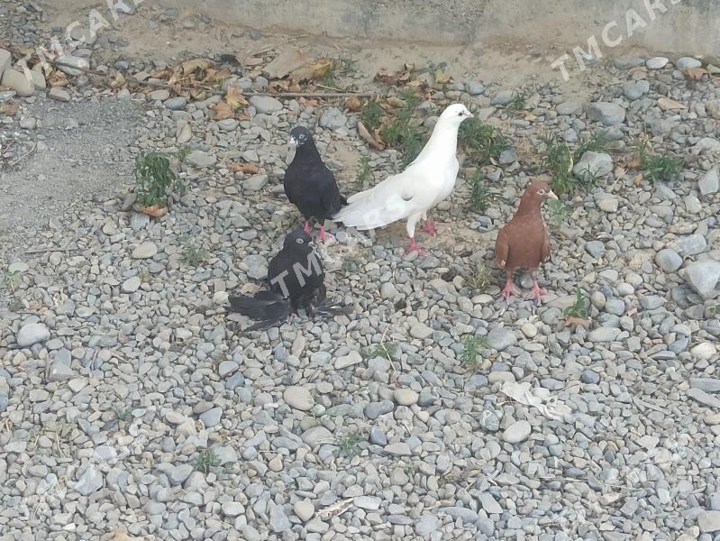 kepderi - Kaka - img 3