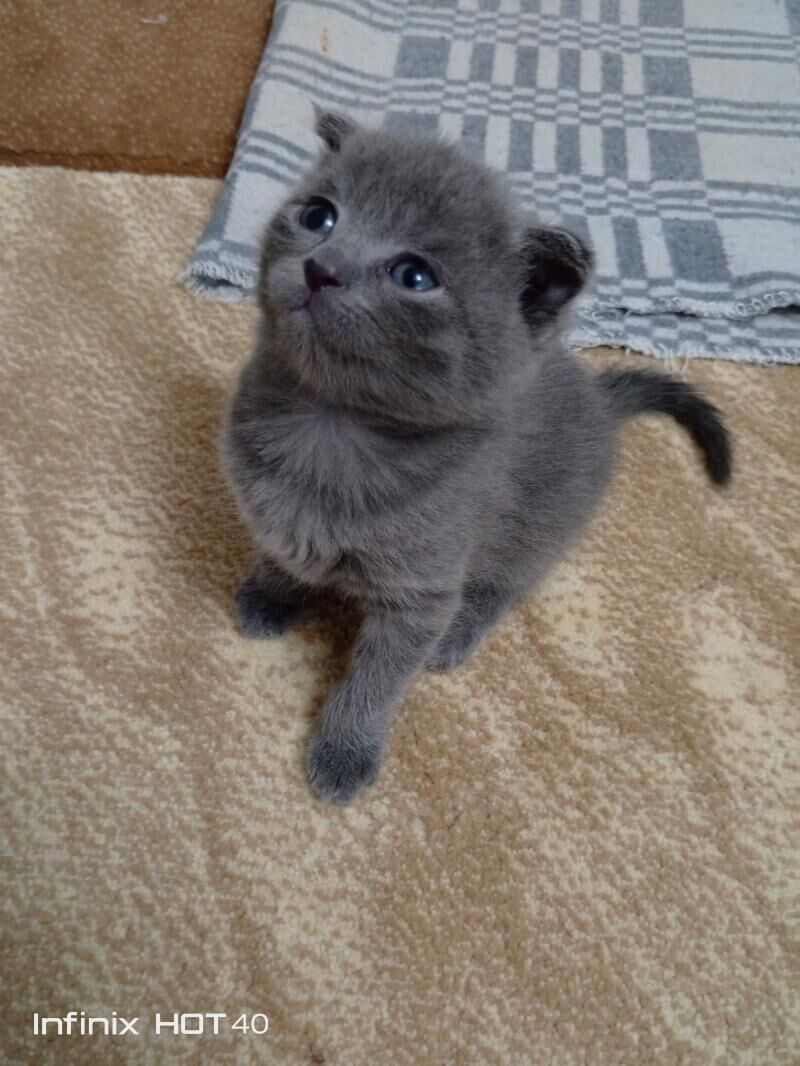 вислоухие котята - Мары - img 4