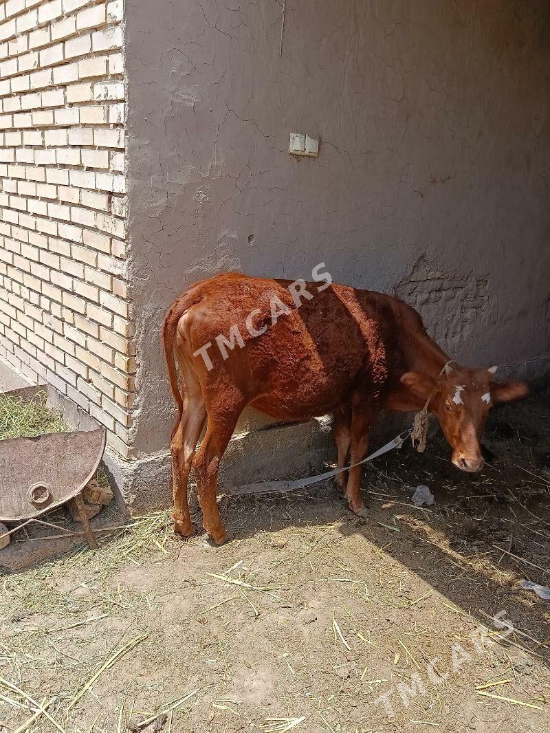 bogaz gulajyn - Mary - img 2