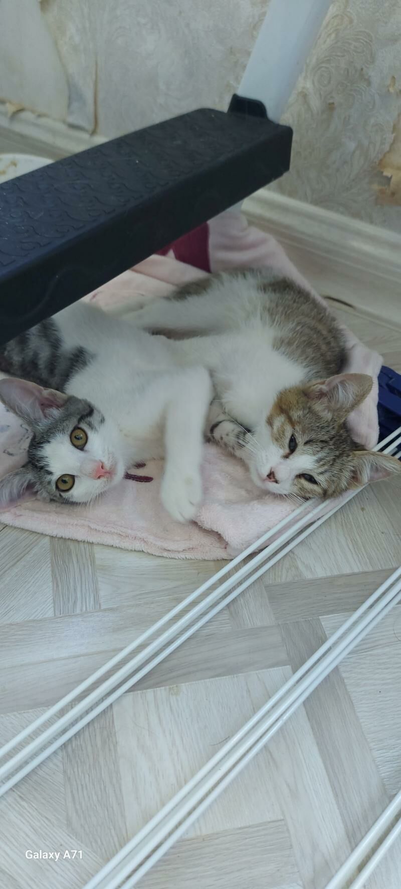 котята - Ашхабад - img 6