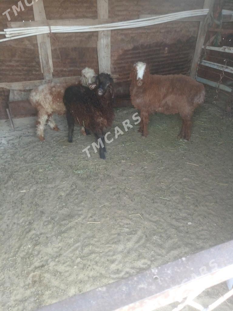 Tokly - Balkanabat - img 2