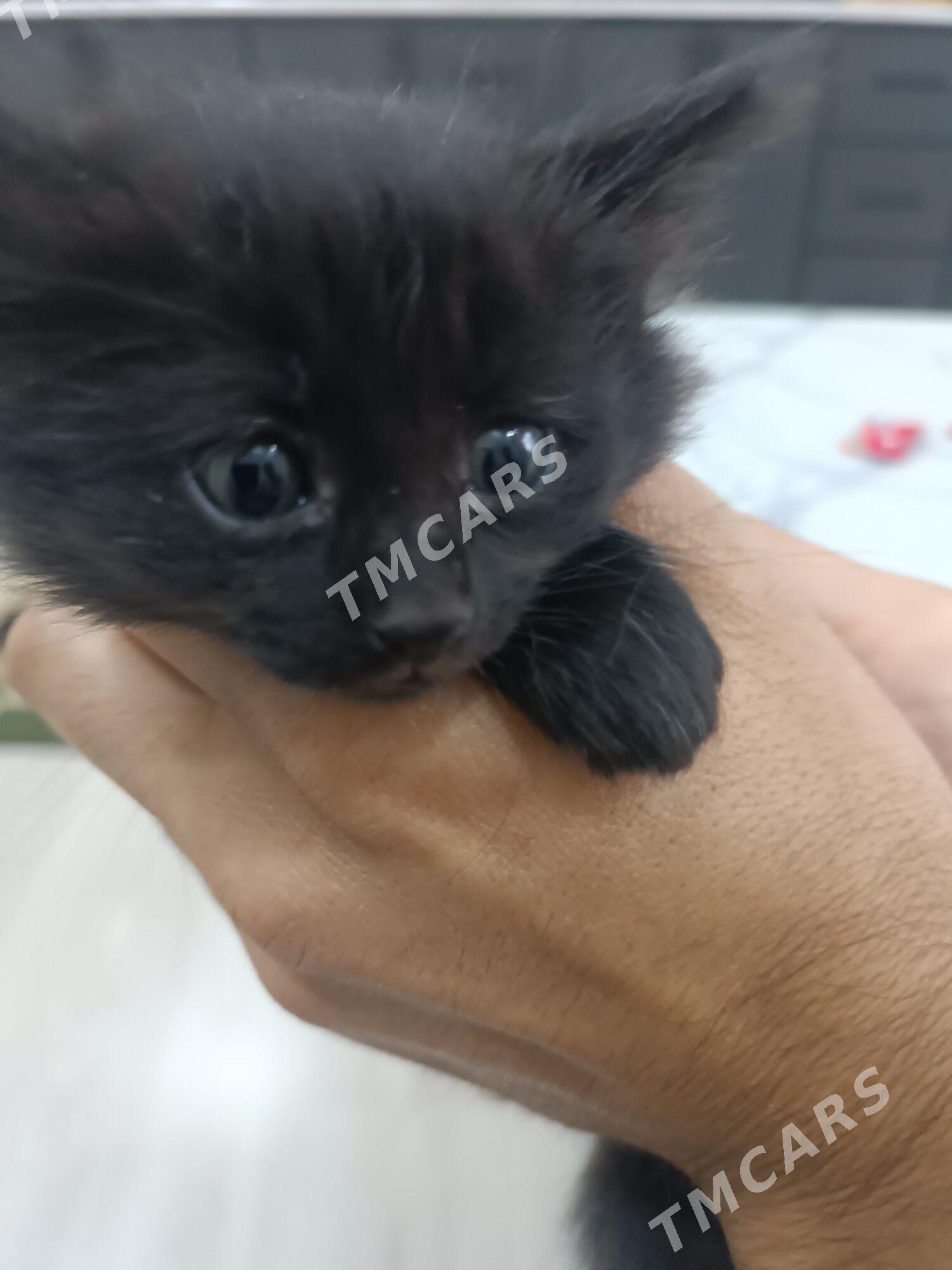 продаются котята от британки - Türkmenabat - img 2
