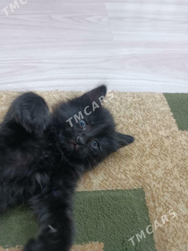 продаются котята от британки - Türkmenabat - img 5