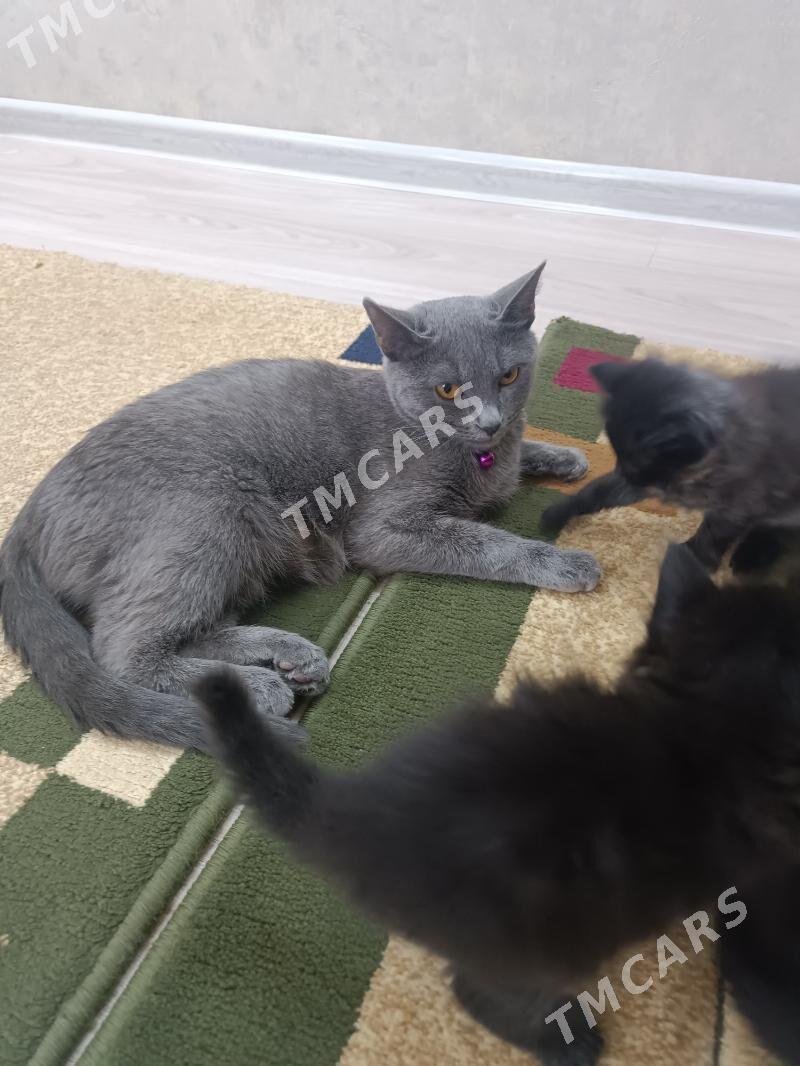 продаются котята от британки - Türkmenabat - img 4