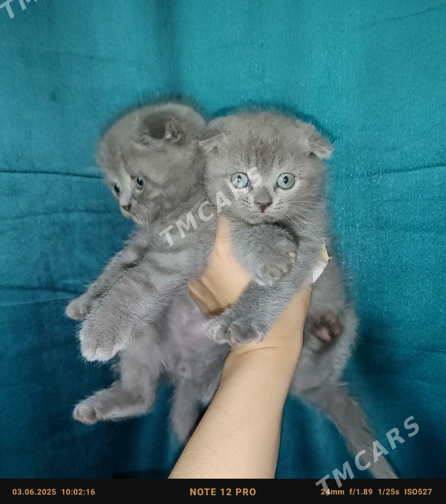 шотландский кот - Дашогуз - img 2