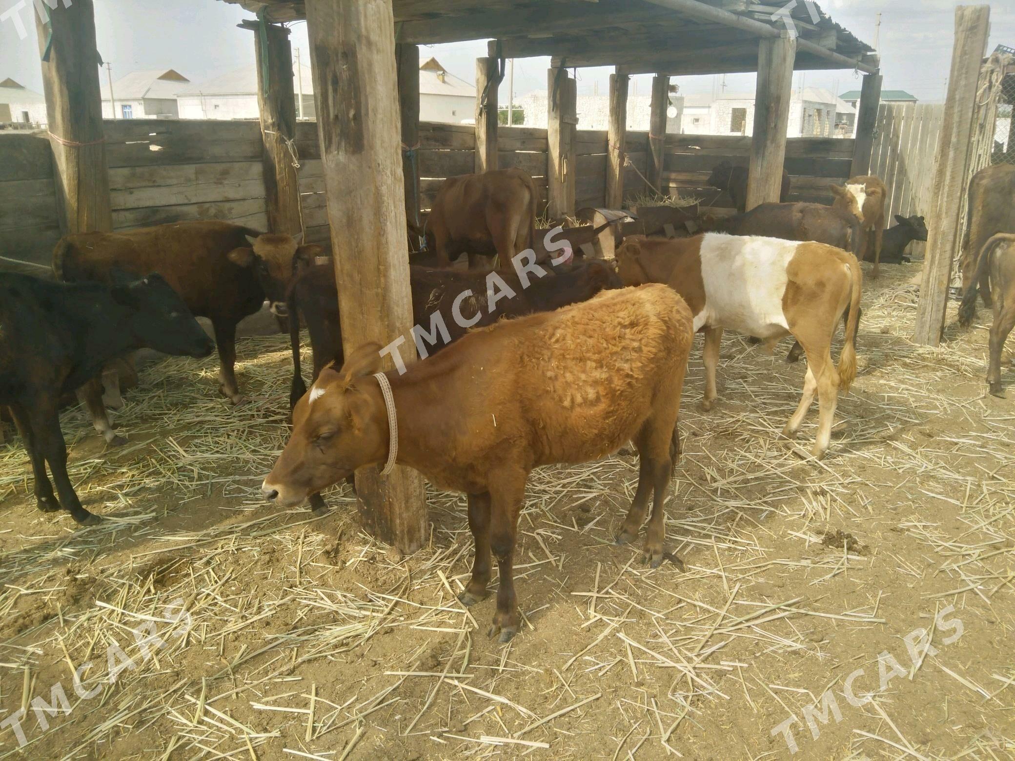 okuz okuzce gacar - Jebel - img 2