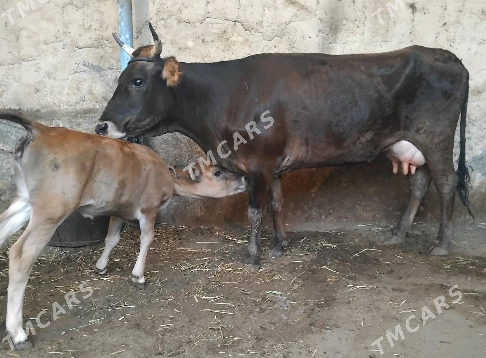 Goleli sygyr - Çoganly - img 3