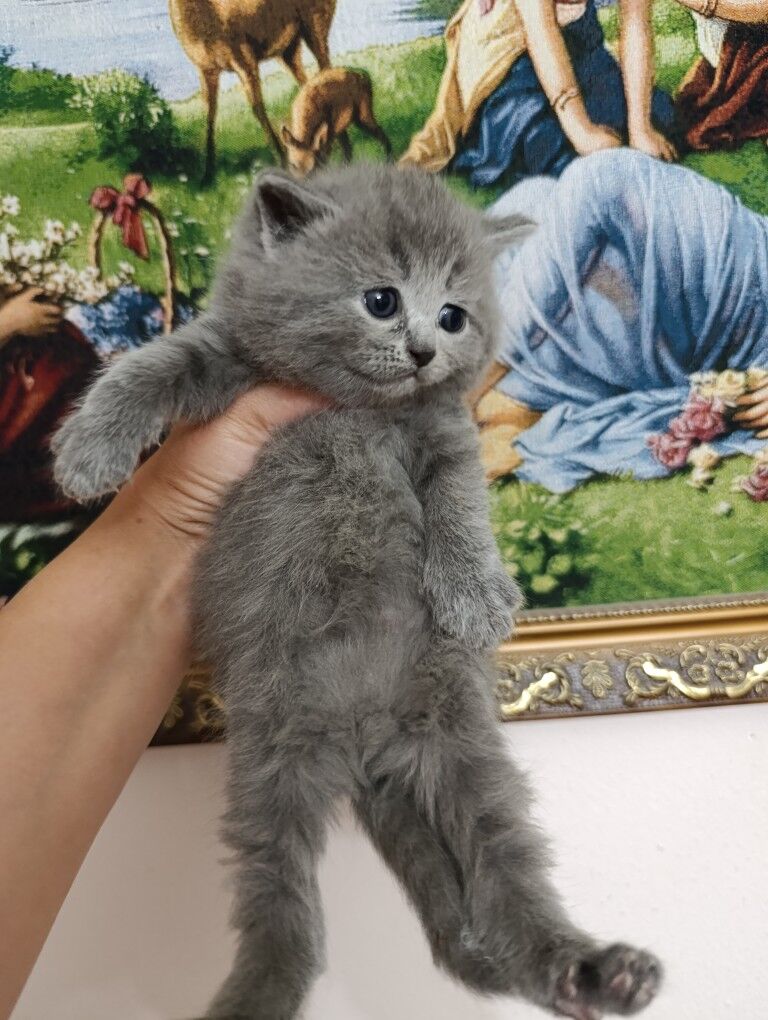 шотландскик прямоухие котята - Ашхабад - img 3