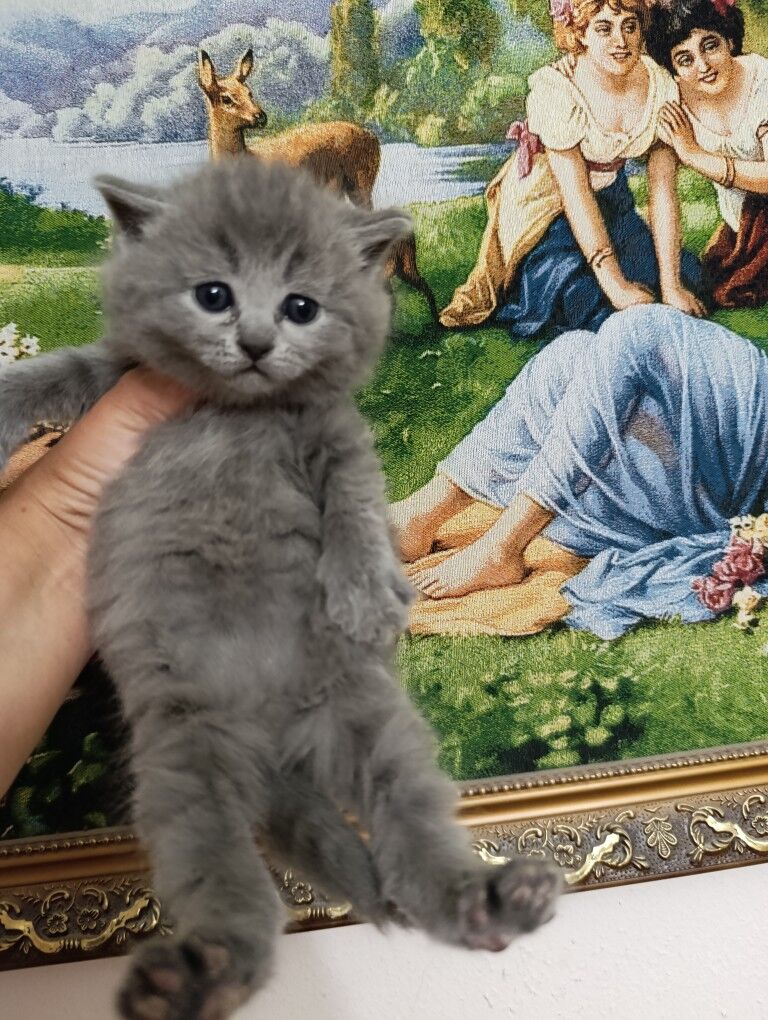 шотландскик прямоухие котята - Ашхабад - img 4