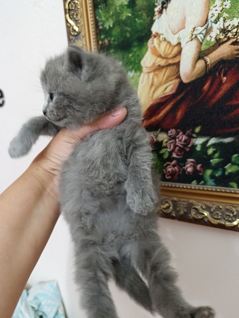 шотландскик прямоухие котята - Ашхабад - img 2