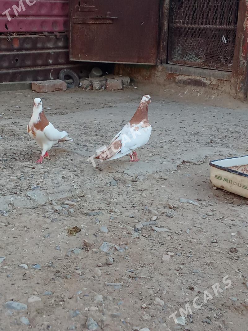 kepderi - Gyzylarbat - img 3