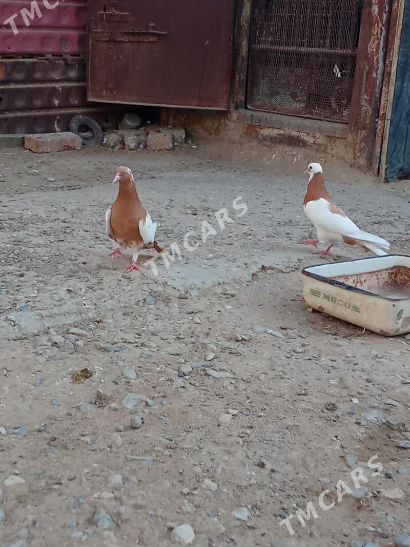 kepderi - Gyzylarbat - img 2