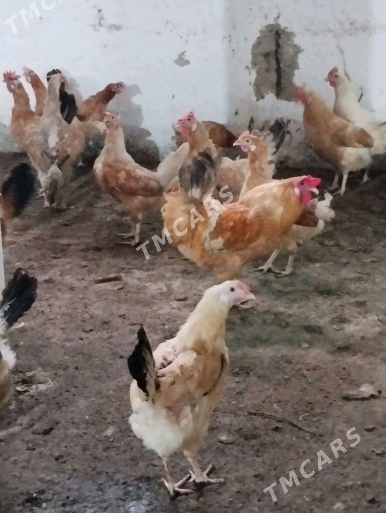 Türkmen towuk - Gökdepe - img 2