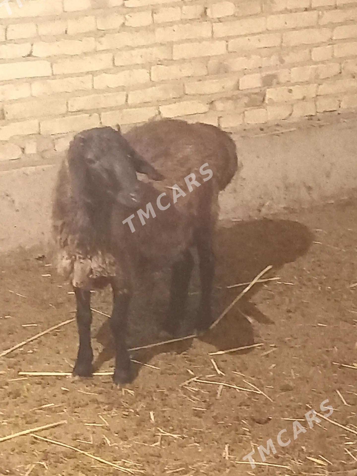 кочкар - Türkmenabat - img 3