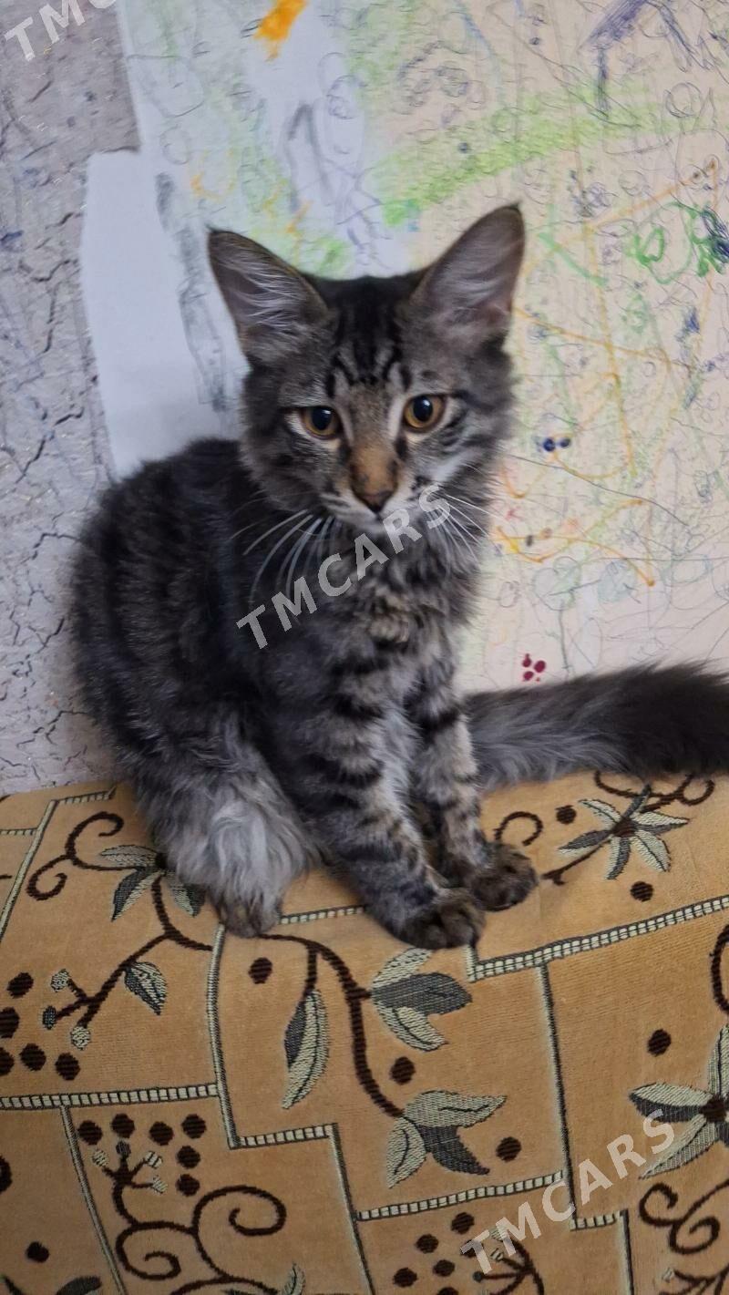 кот - Балканабат - img 2