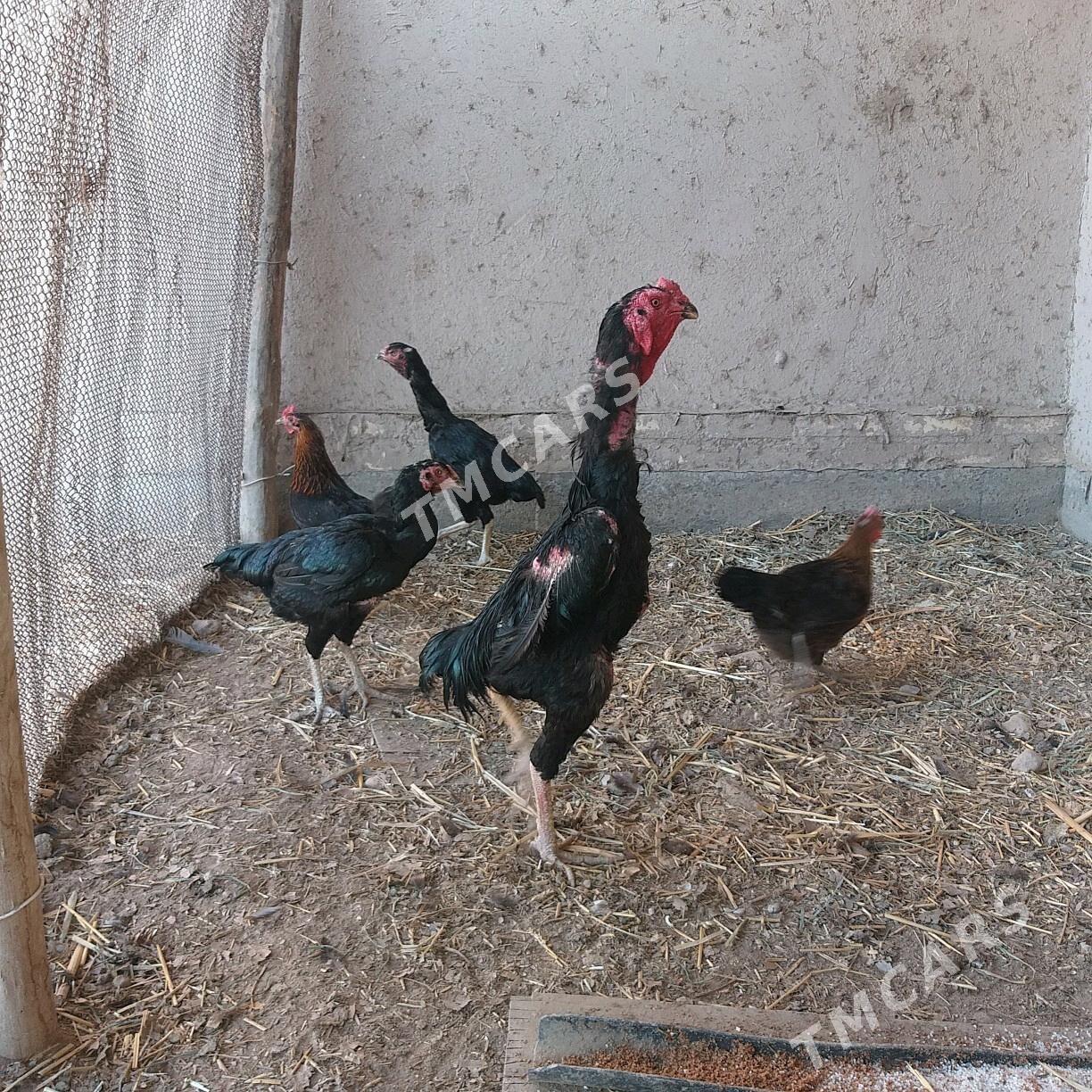 horoz ozbek - Gurbansoltan Eje - img 2