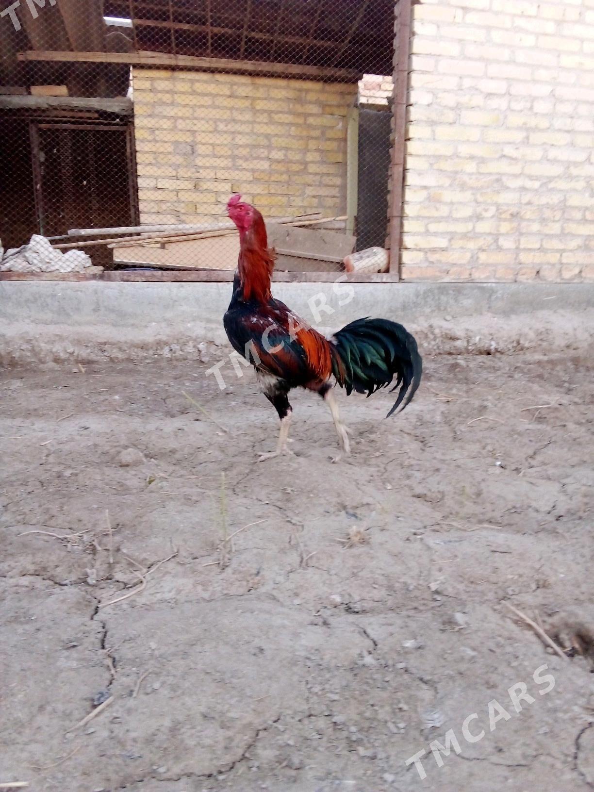 horaz - Çärjew - img 2