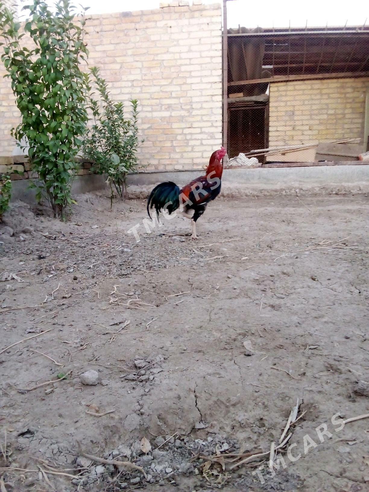 horaz - Çärjew - img 3