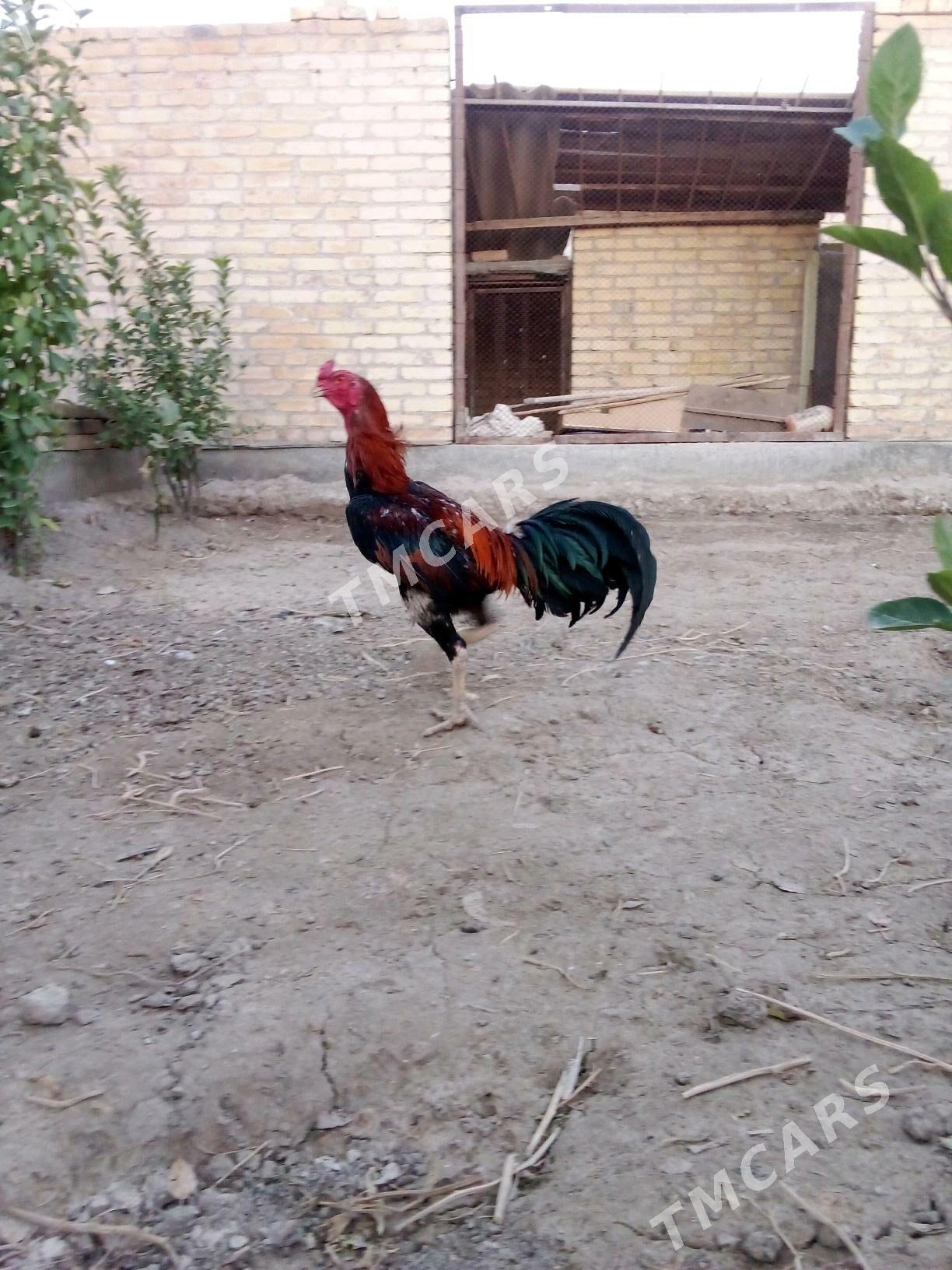 horaz - Çärjew - img 5