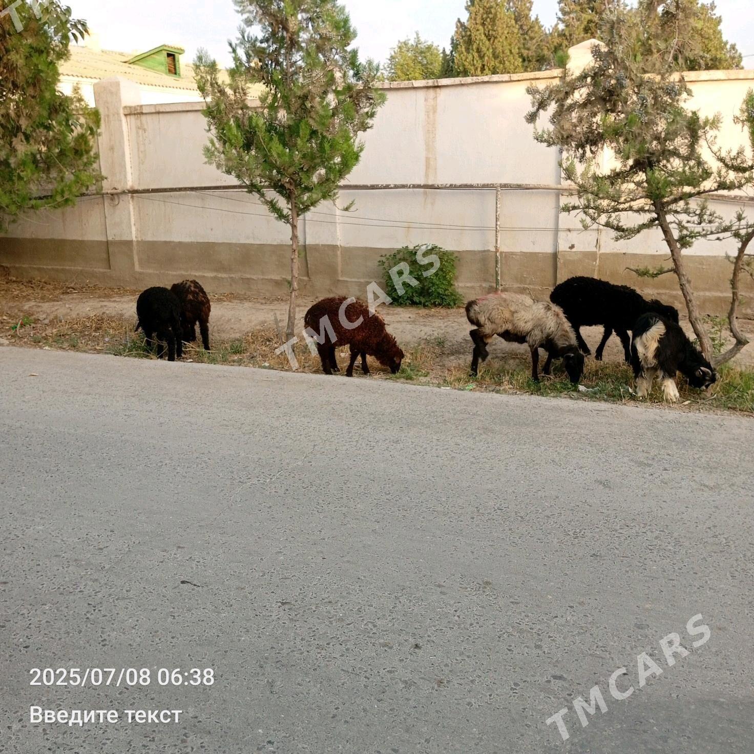 Tokly Çewiş - Gökdepe - img 2