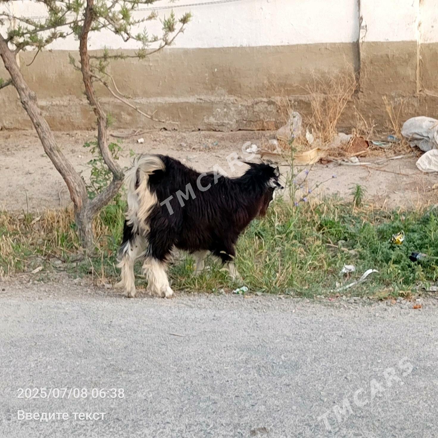 Tokly Çewiş - Gökdepe - img 4