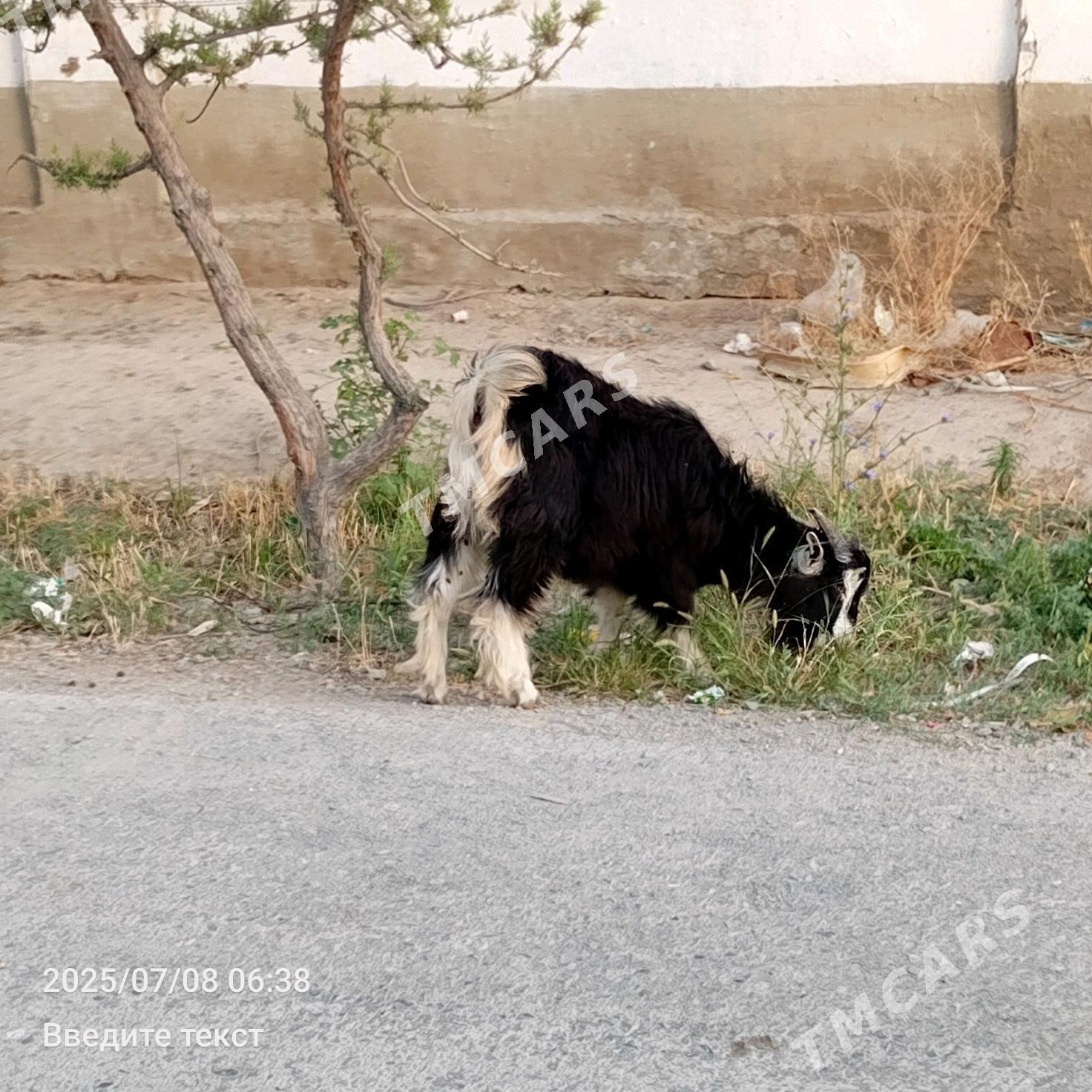 Tokly Çewiş - Gökdepe - img 5