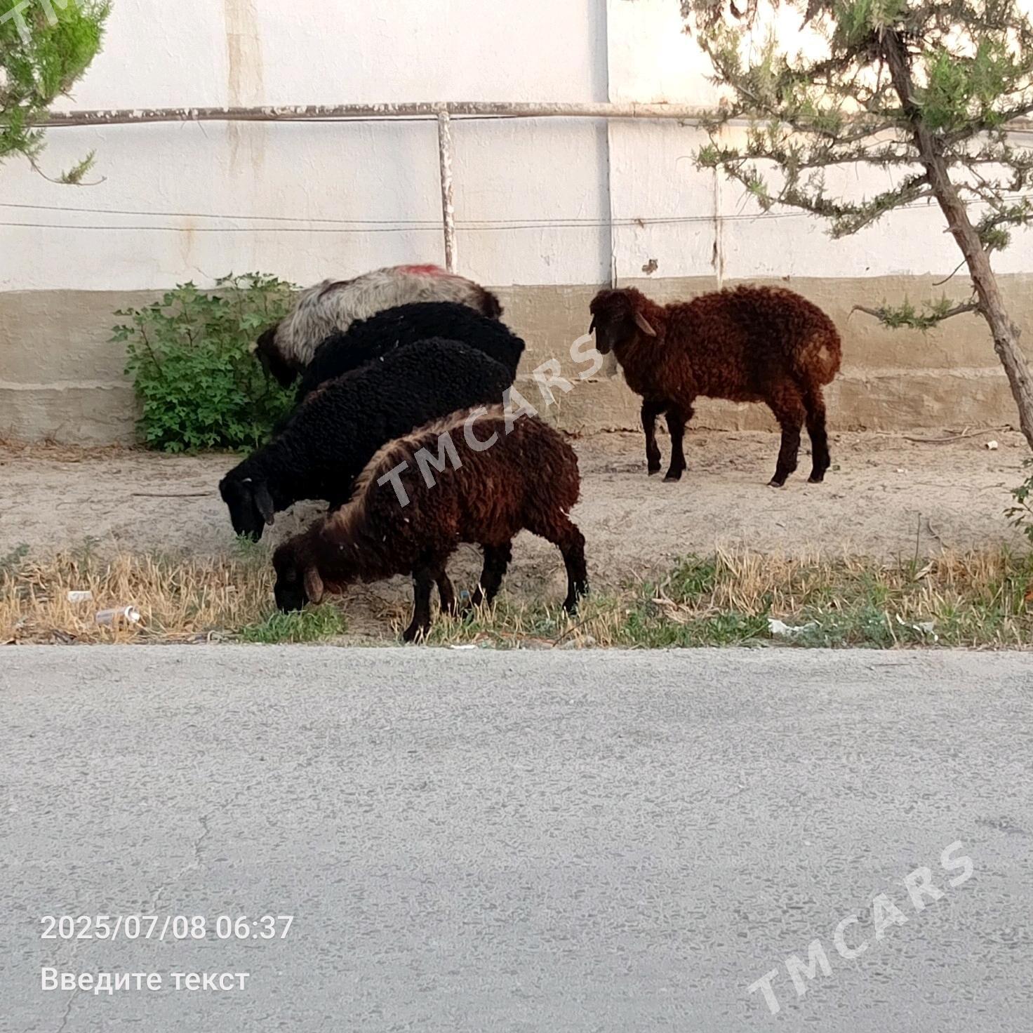 Tokly Çewiş - Gökdepe - img 6