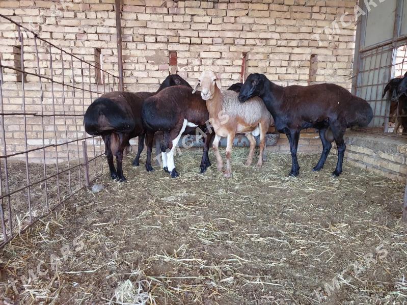 GISSAR  ARASSA  TOHUM GOÇ - Керки - img 10