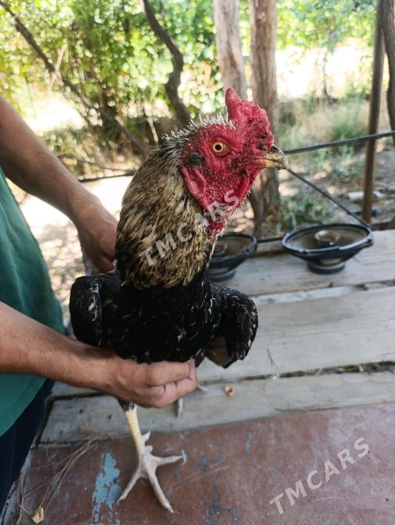 horaz - Türkmenabat - img 2