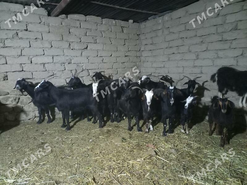 Gysyr geci - Magtymguly - img 2