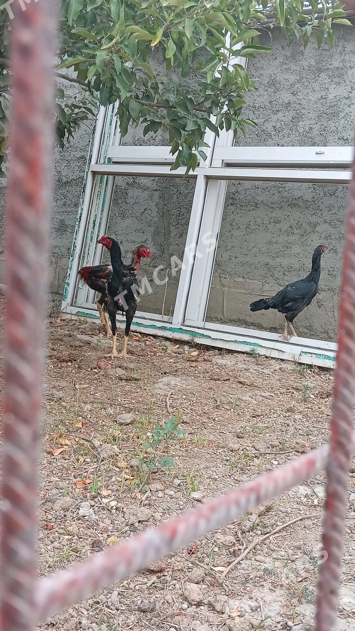 baysy horaz - Gökdepe - img 2