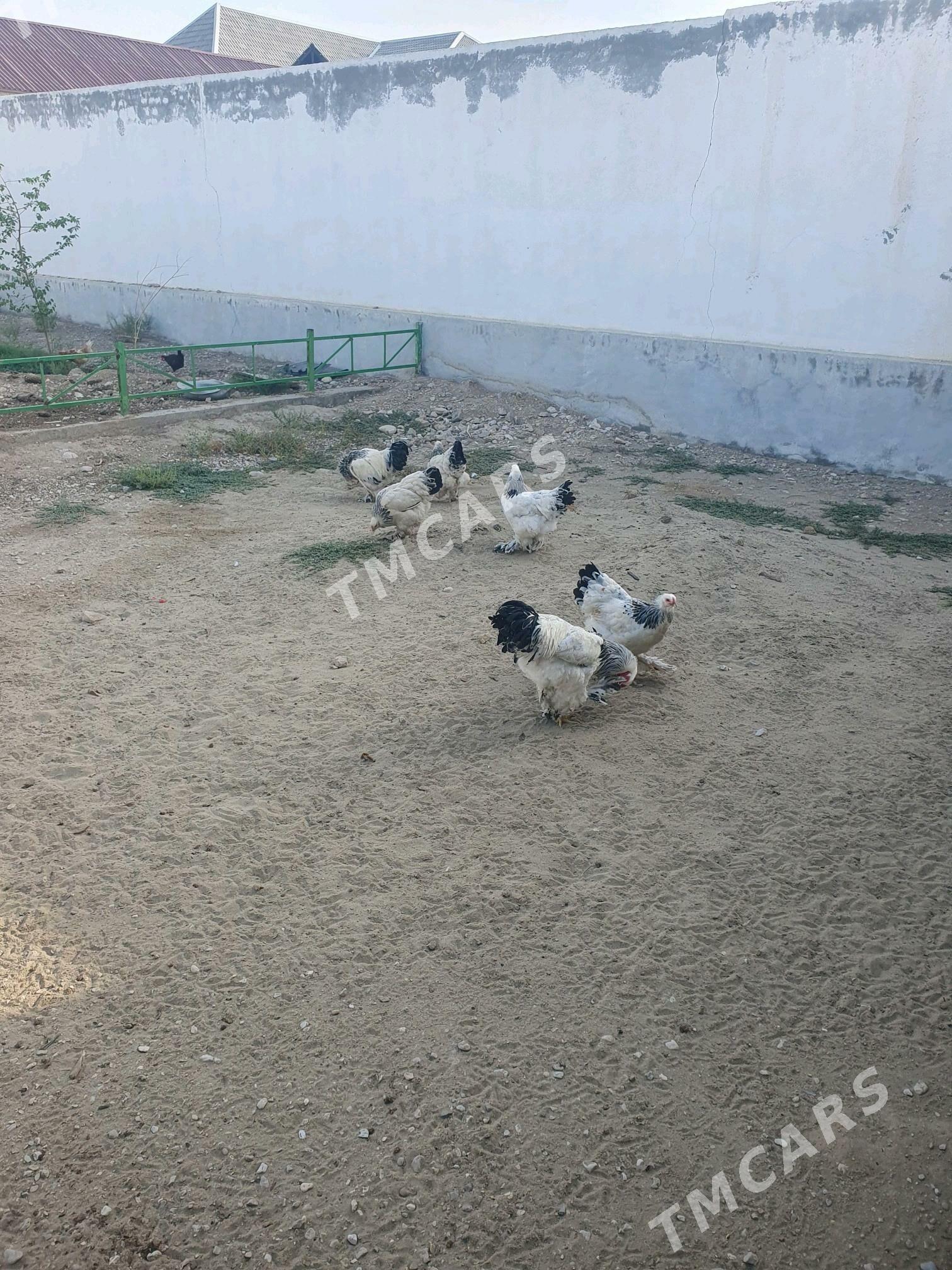 brama 7 8 ay - Balkanabat - img 2