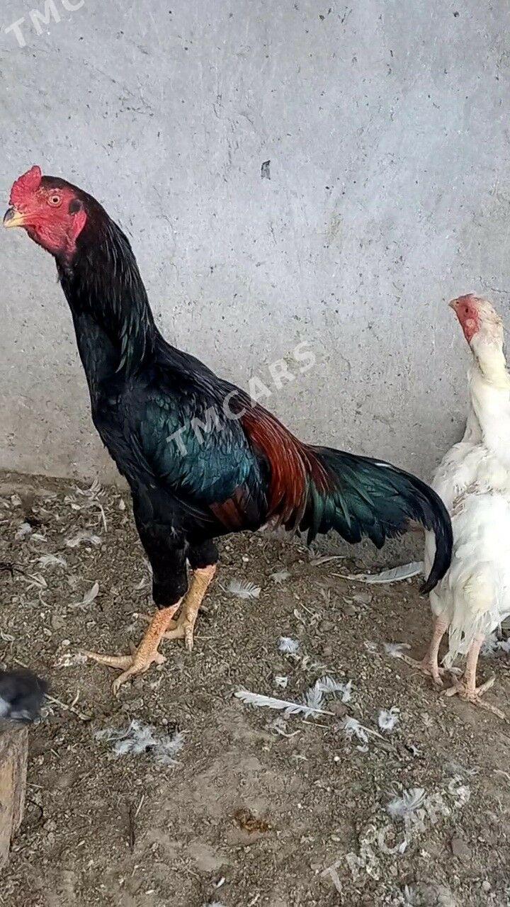 ВЕТНАМ ЖУЖЕ - Türkmenabat - img 2