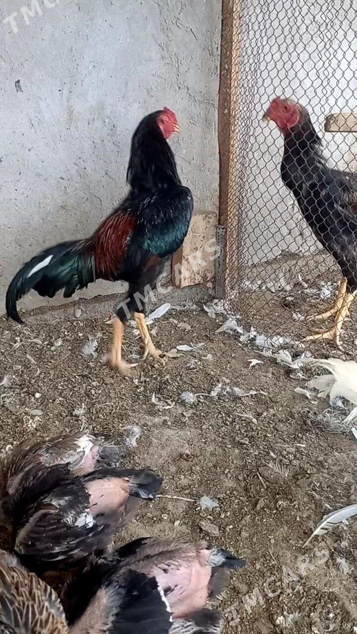ВЕТНАМ ЖУЖЕ - Türkmenabat - img 7