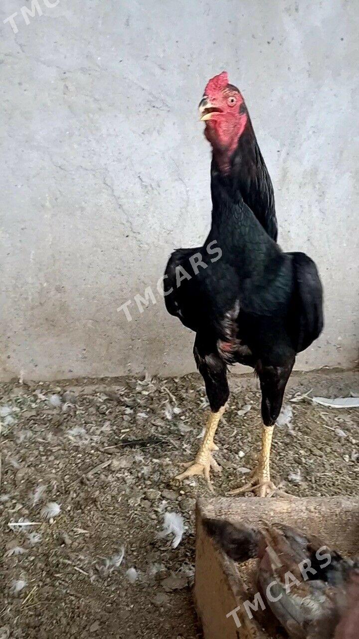ВЕТНАМ ЖУЖЕ - Türkmenabat - img 4