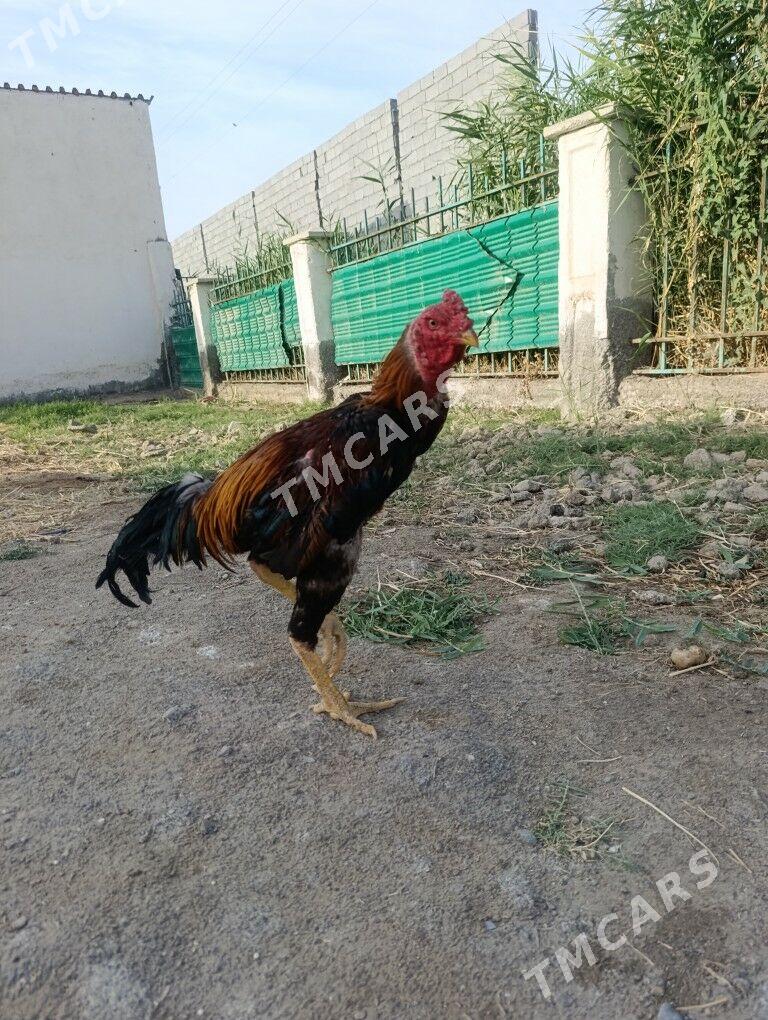 Taskent horaz - Aşgabat - img 2