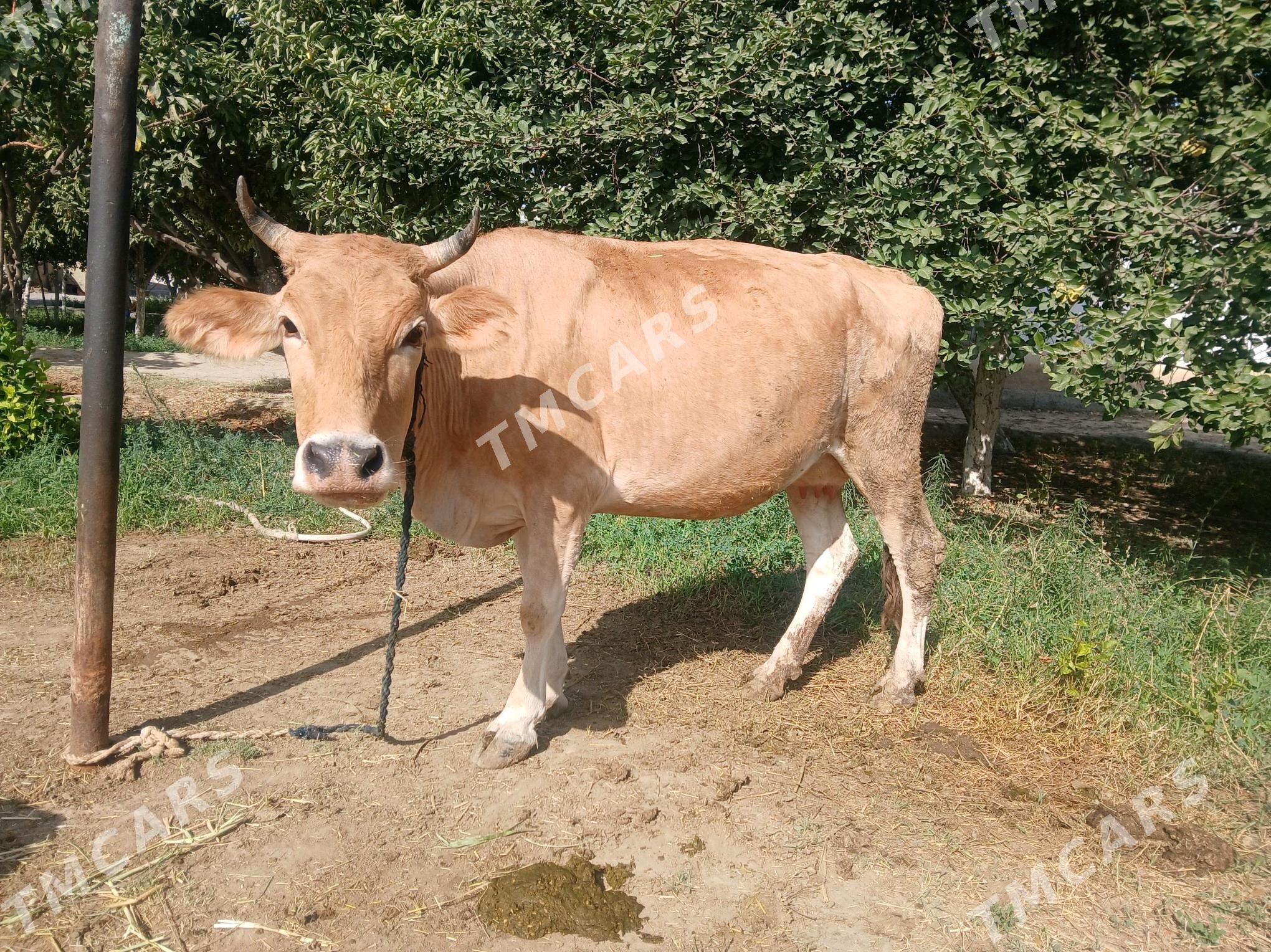 sagylyan sygyr - Bäherden - img 2