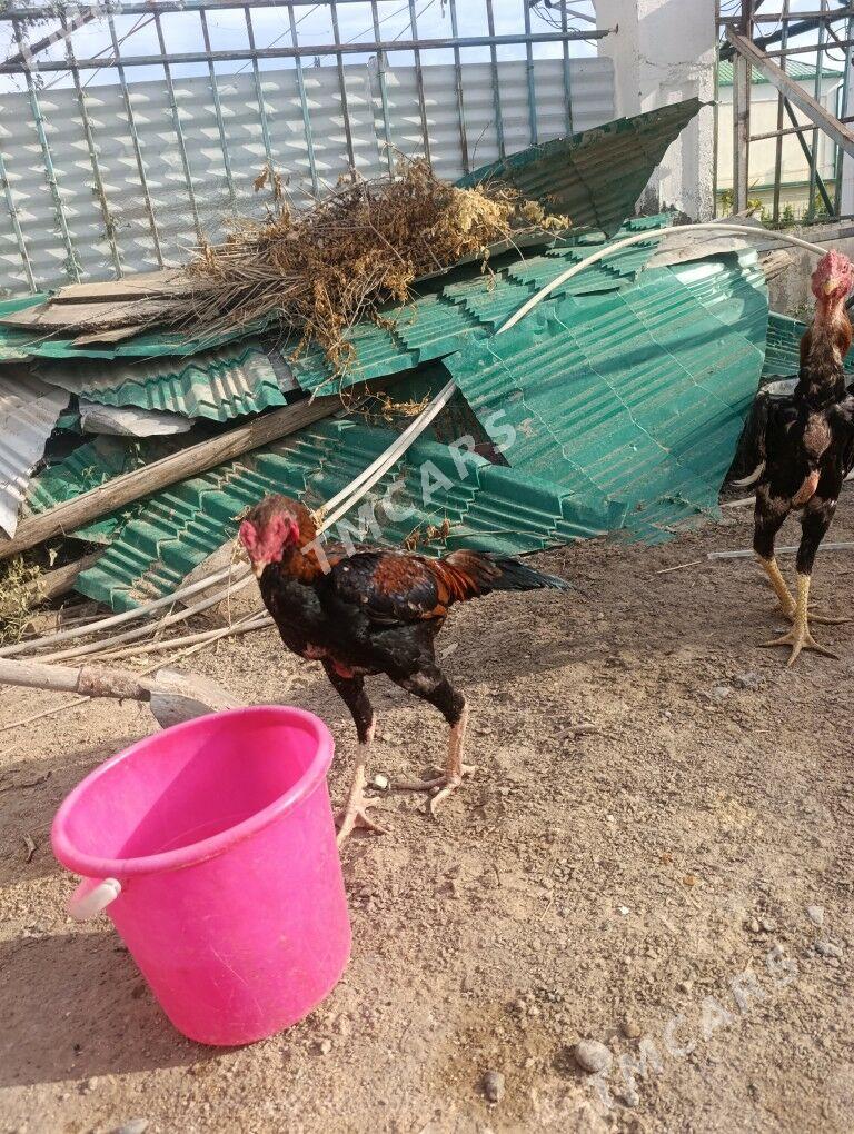 taskent horaz - Aşgabat - img 2