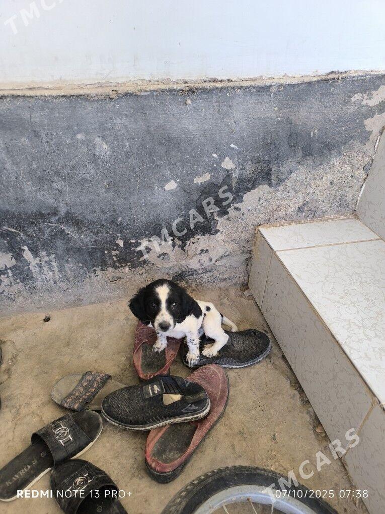 Rus spaniel gujikleri.Спаниель - Köneürgenç - img 2
