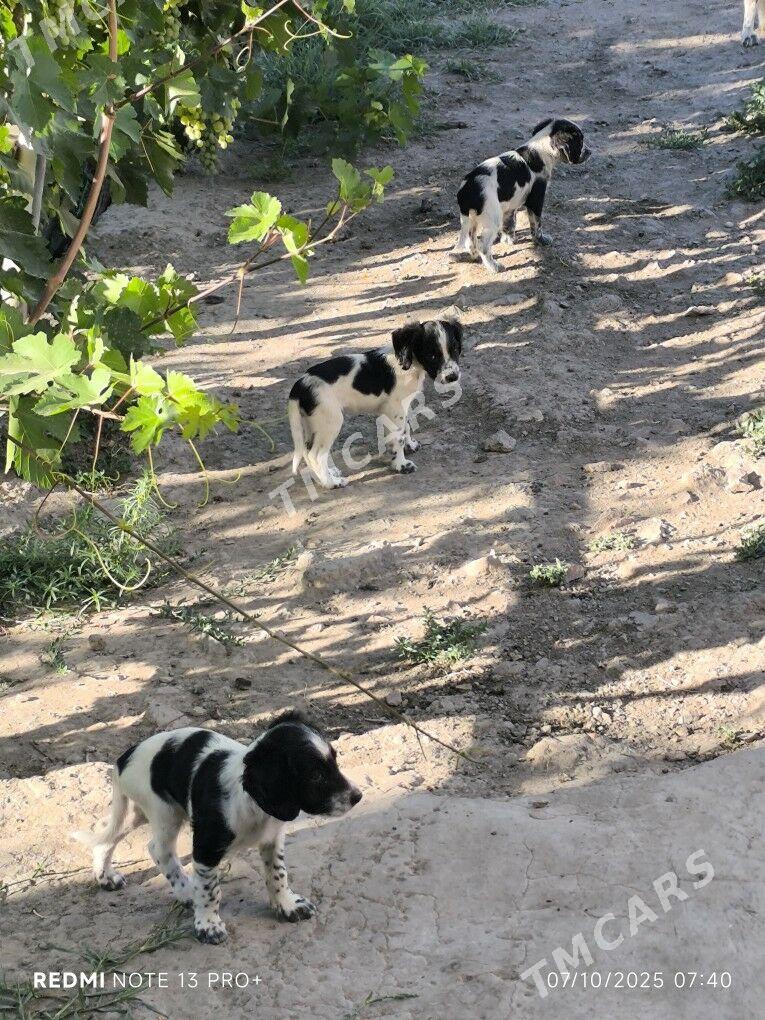 Rus spaniel gujikleri.Спаниель - Köneürgenç - img 3