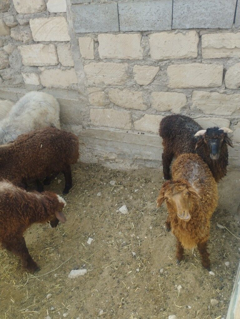 goýun tokly geçi  cebis - Jebel - img 2