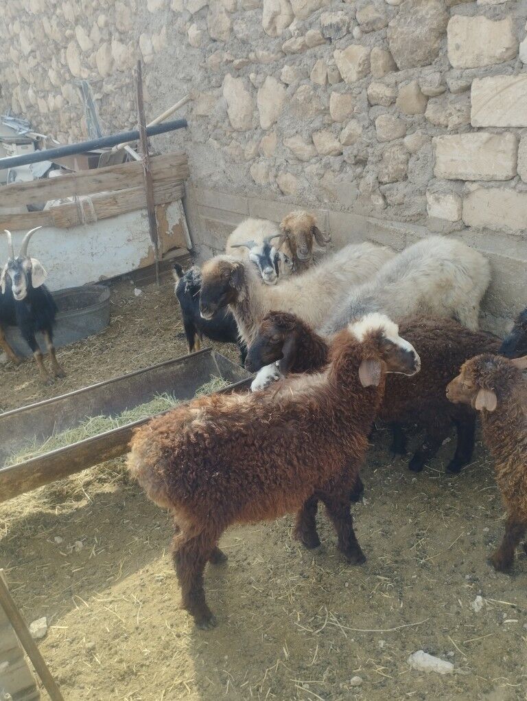 goýun tokly geçi  cebis - Jebel - img 3