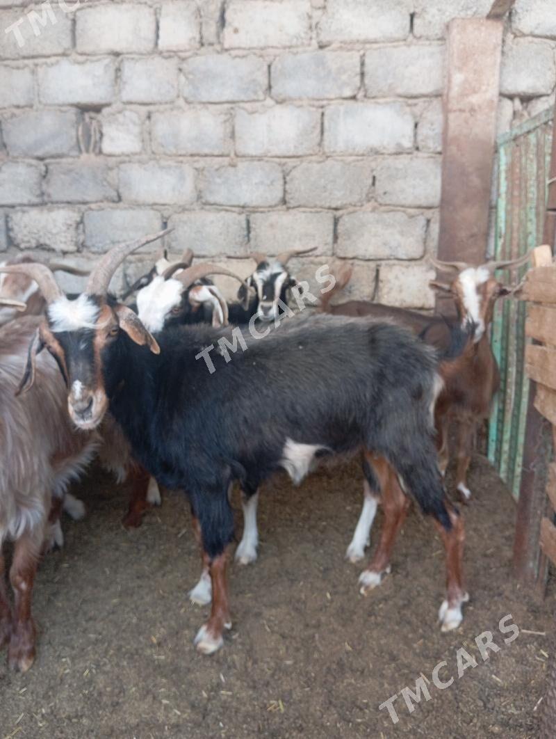 Gysyr geçi - Aşgabat - img 3