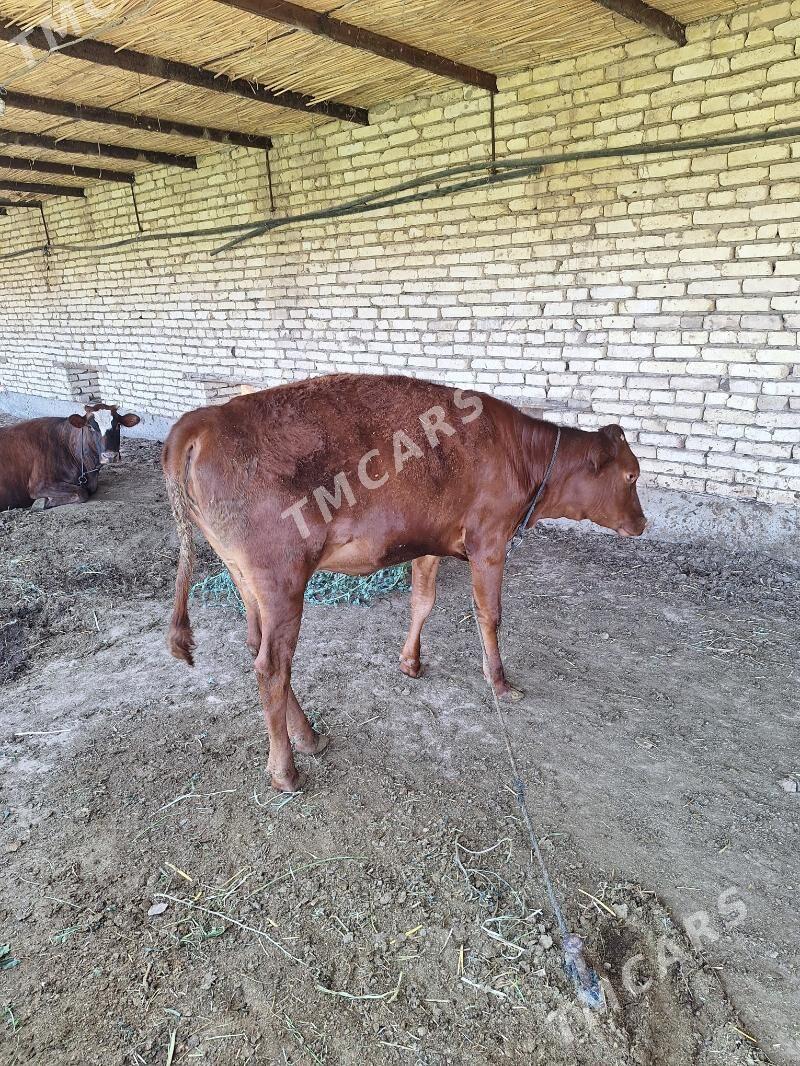 gulajyn - Baýramaly - img 2